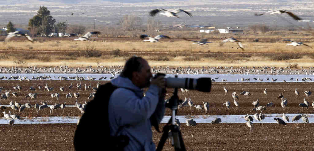 Sandhill cranes in Arizona